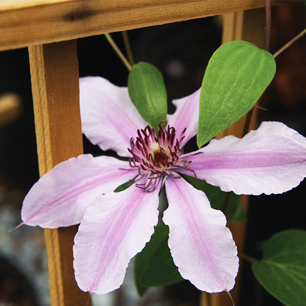 Double Rose&trade;  Clematis