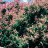 Summer Glow Tamarisk