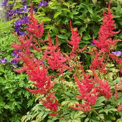 Radius Astilbe