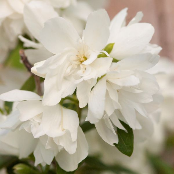 Snowbelle Mock Orange