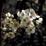 Bradford Flowering Pear