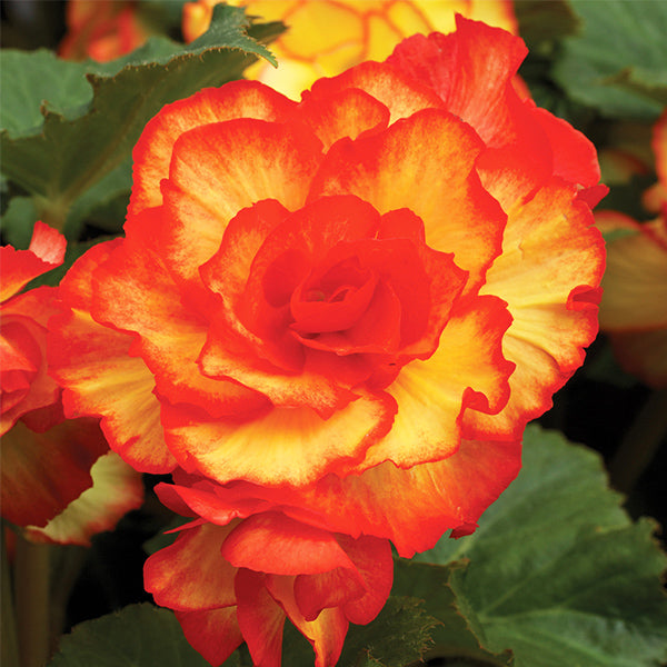 Picotee Sunburst Begonia