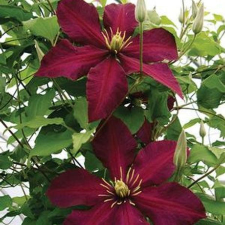 Niobe Clematis