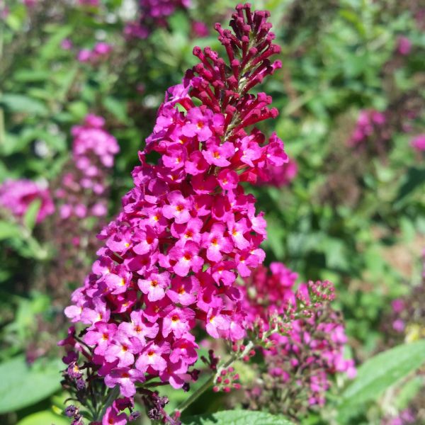 Miss Molly Butterfly Bush