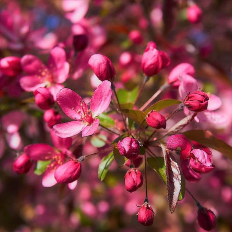 Profusion Crabapple