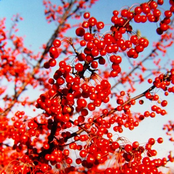 Red Jewel Crabapple