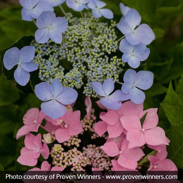 Let's Dance&reg; Starlight Hydrangea