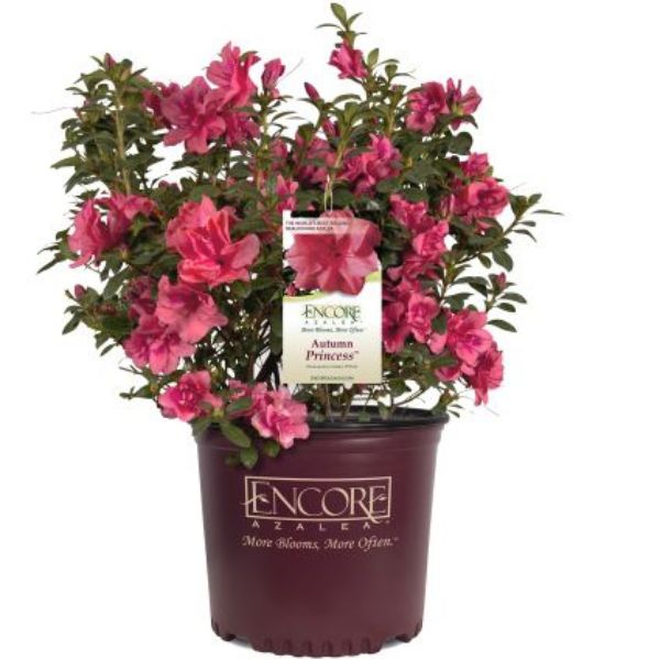 Encore&reg; Autumn Princess&reg; Azalea