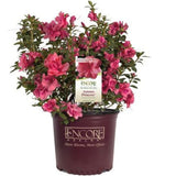 Encore&reg; Autumn Princess&reg; Azalea