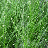 Fiber Optic Grass