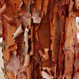 Paperbark Maple