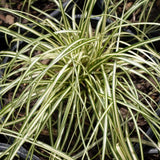 Evergold Sedge Grass