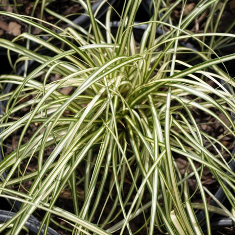 Evergold Sedge Grass