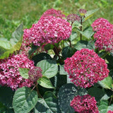 Invincibelle Garnetta&reg; Hydrangea