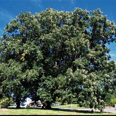 Bur Oak Tree