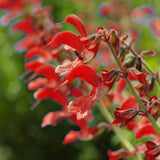 Furmans Red Salvia