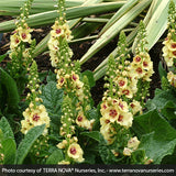 Dark Eyes Verbascum