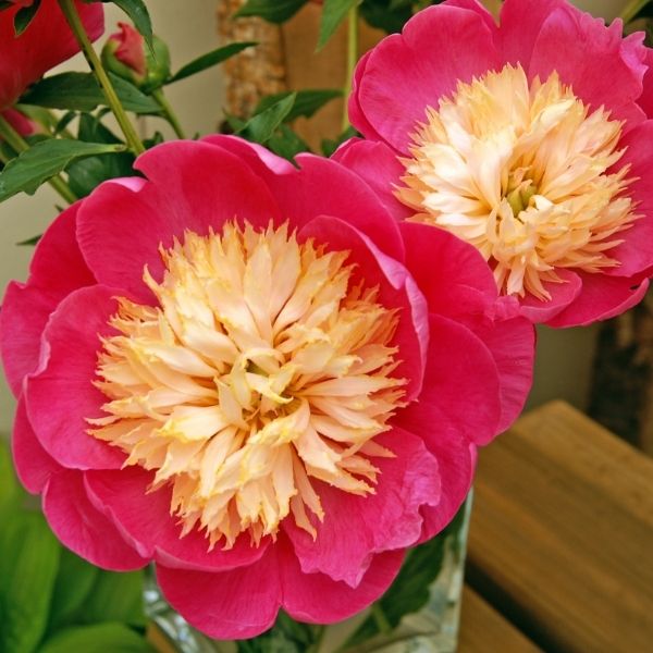 Bowl of Love Peony