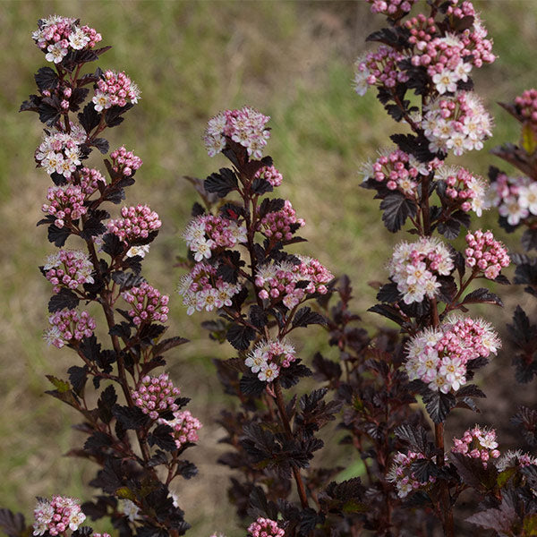 Tiny Wine&reg; Ninebark