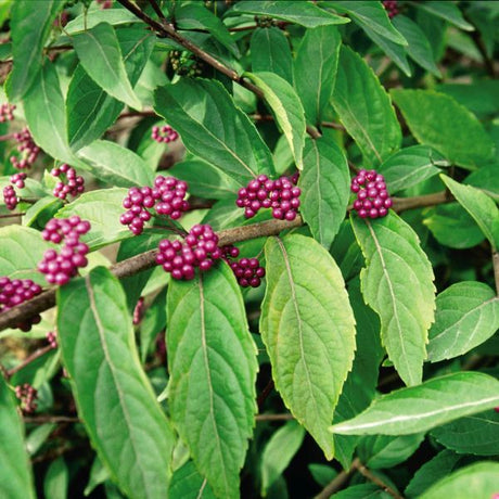 Issai Purple Beautyberry