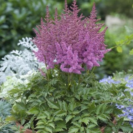 Little Vision in Pink Astilbe