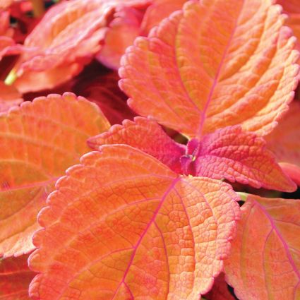 Coleus Sedona