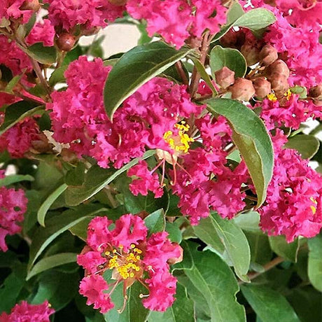 GreatMyrtle&trade; Cherry Delight Crape Myrtle Shrub