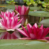 Sirius Water Lily