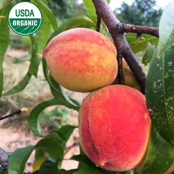 USDA Organic Desiree™ Peach