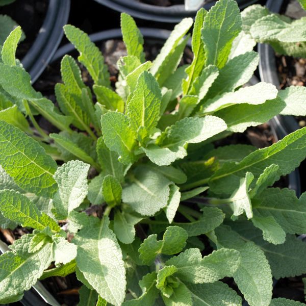 Caradonna Meadow Sage