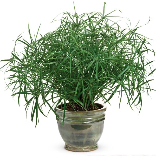 Cyperus Baby Tut