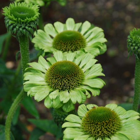 Green Jewel Coneflower