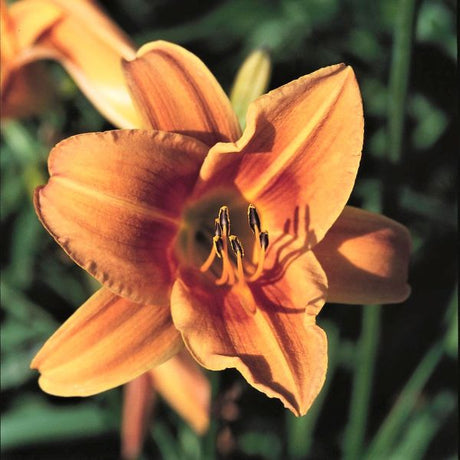 Rocket City Daylily