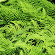 Hayscented Fern