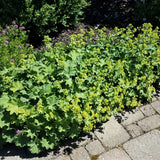 Lady's Mantle