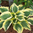 Liberty Hosta