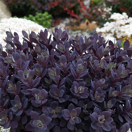 SunSparkler&reg; Plum Dazzled Sedum