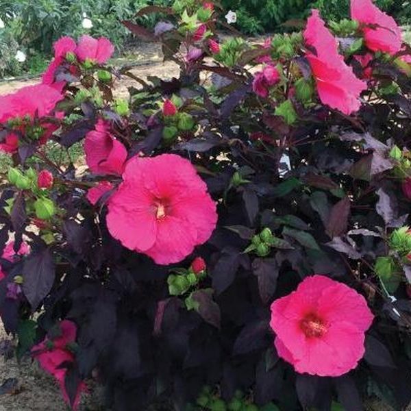 Head Over Heels&reg; Passion Hibiscus