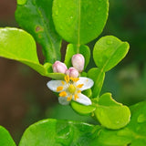 Kaffir Lime Tree