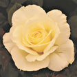 White Licorice&trade; Rose