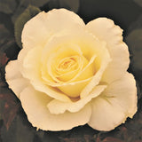 White Licorice&trade; Rose