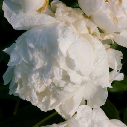 Bowl of Cream Peony