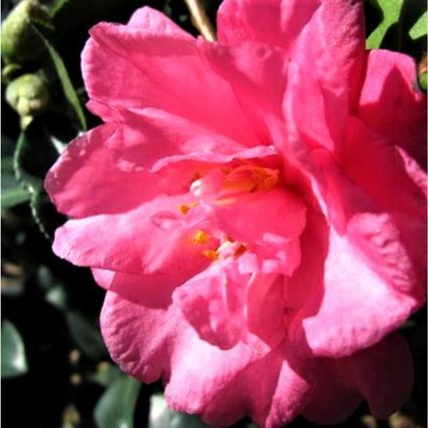 Shishi Gashira Camellia