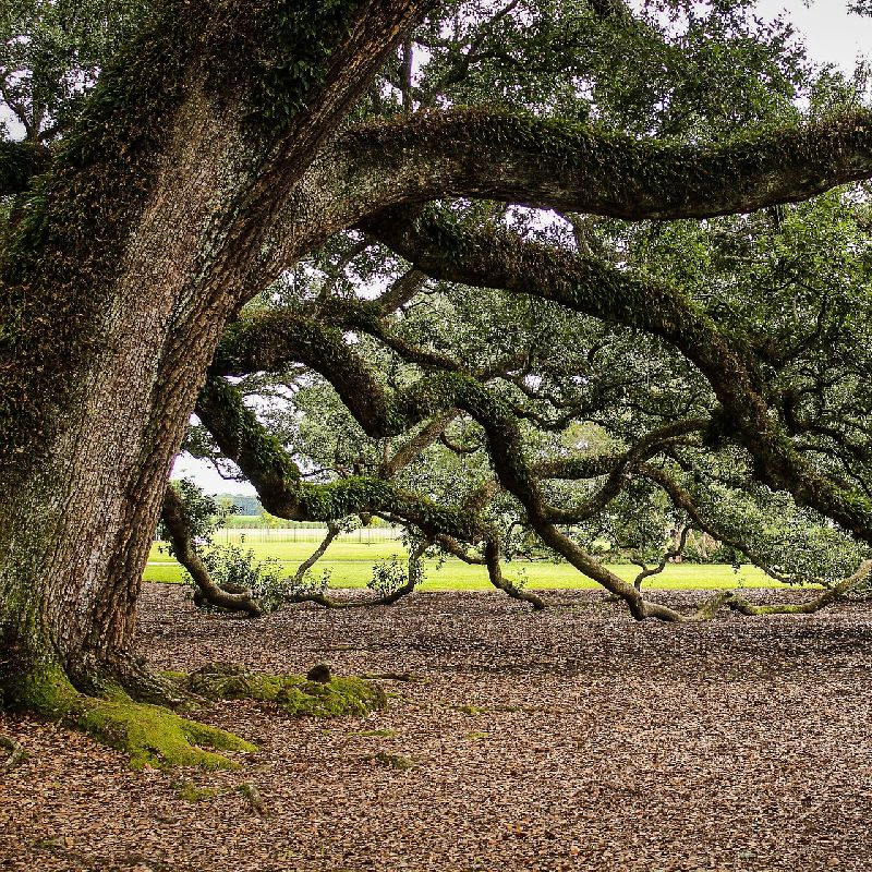 Southern Live Oak