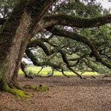 Southern Live Oak