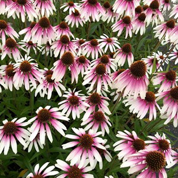 Pretty Parasol Gray Coneflower