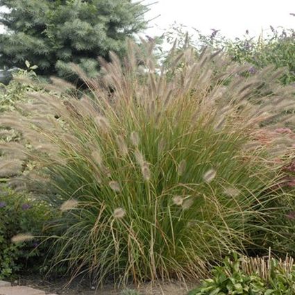 Desert Plains Fountain Grass