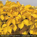 Yellow Wall Virginia Creeper