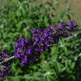 First Editions&reg; Groovy Grape&trade; Butterfly Bush