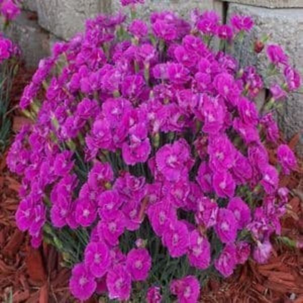 Shooting Star Dianthus